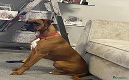 Boxer dogs for sale: Beautiful Boxer Puppies  🐾 - Image 11