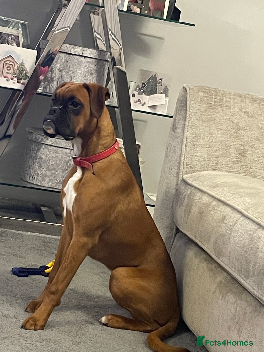 Boxer dogs for sale: Beautiful Boxer Puppies  🐾 - Image 11