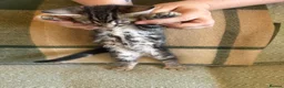 Bengal cats for sale: Exceptional Bengal Heritage Kittens in Llangammarch Wells - Advert 34