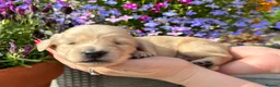 Miniature Dachshund dogs for sale: KC Pure English Cream Longhair Miniature Dachshund in Ibstock - Advert 10