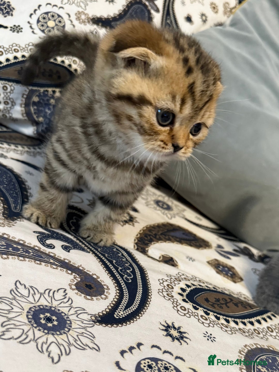 British Shorthair cats for sale: British short hair  - Advert 7