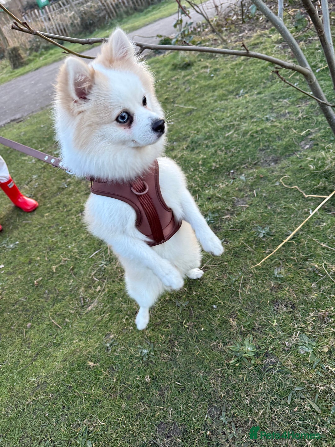 Pomeranian dogs for stud: PomeranianMale for Stud Healthy,Friendly&Ready Now - Advert 7