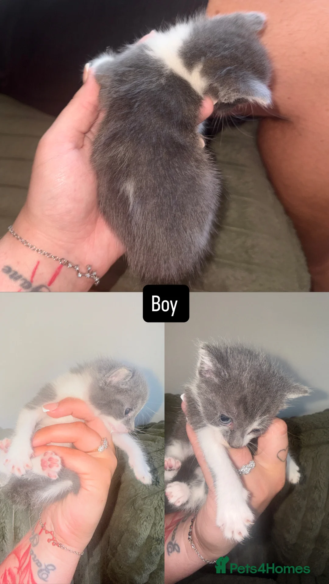 British Shorthair cats for sale: Gorgeous grey & white breed kitten .  - Advert 4