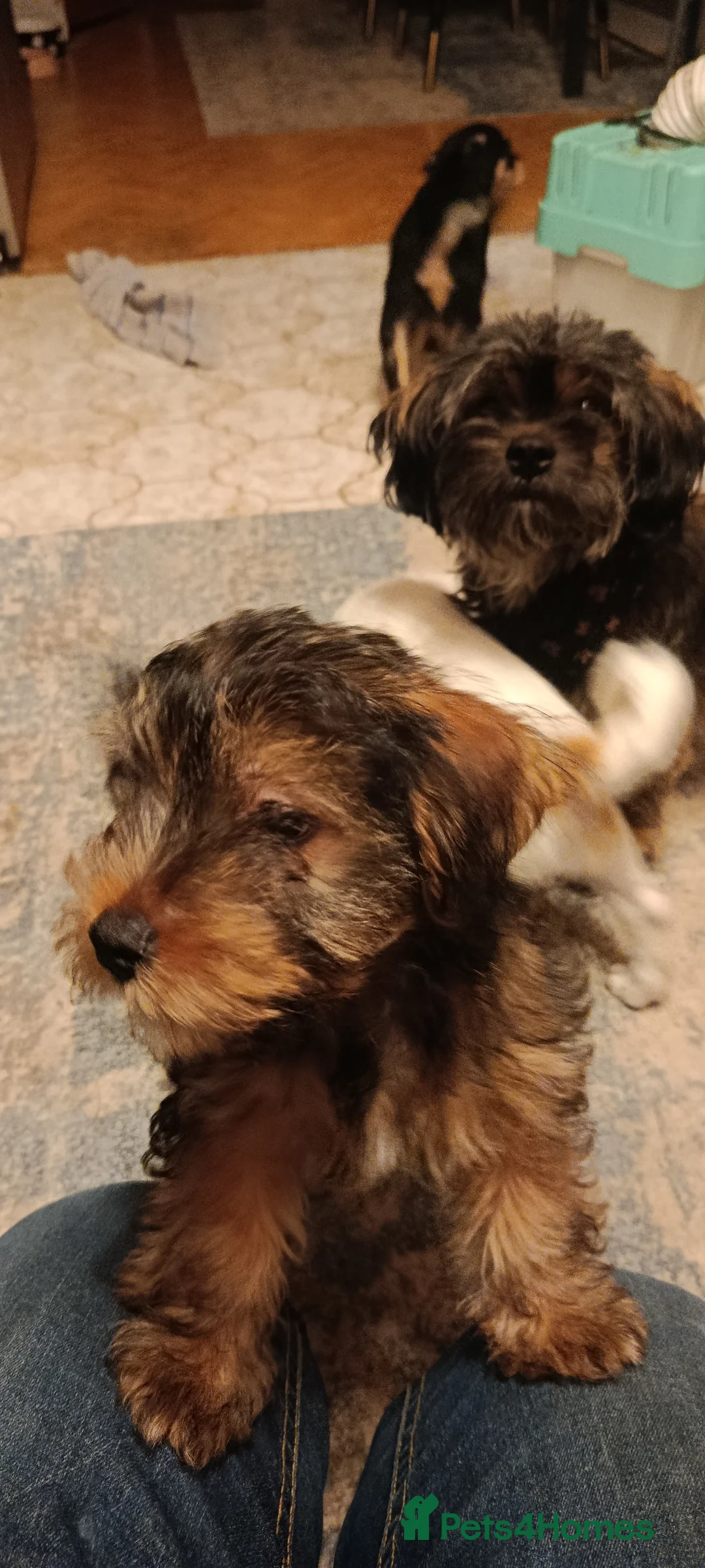 Mixed Breed dogs for sale: Healthy, Happy Puppies Available - Advert 17