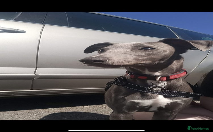 Whippet dogs - Advert 1