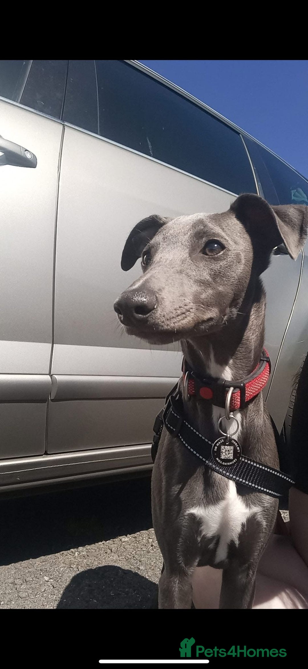Whippet dogs for stud: Beautiful blue kc registered whippet for stud - Image 1