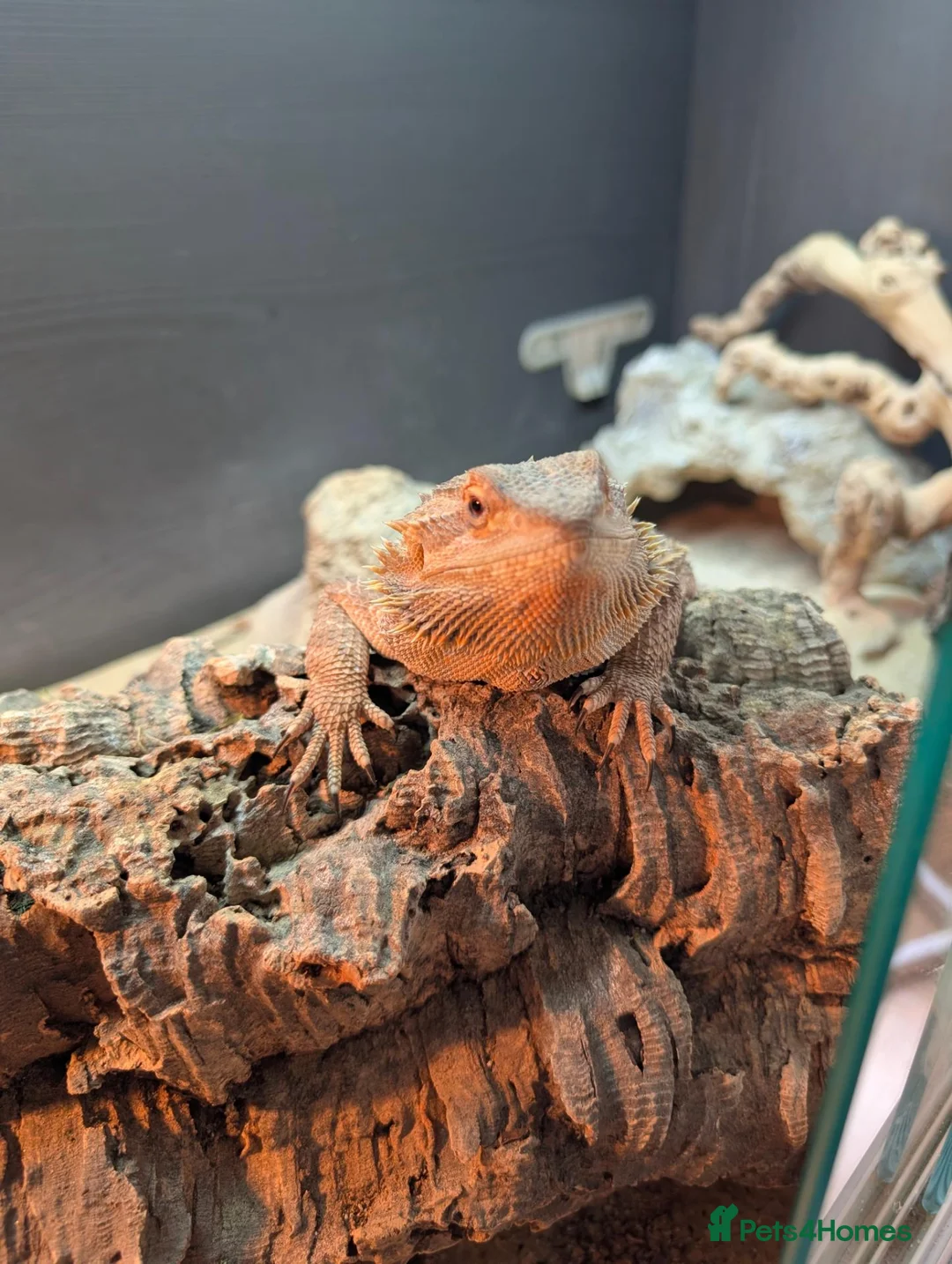 Bearded Dragon reptiles for sale: Bearded dragon with Vivarian  in Plymouth - Advert 6