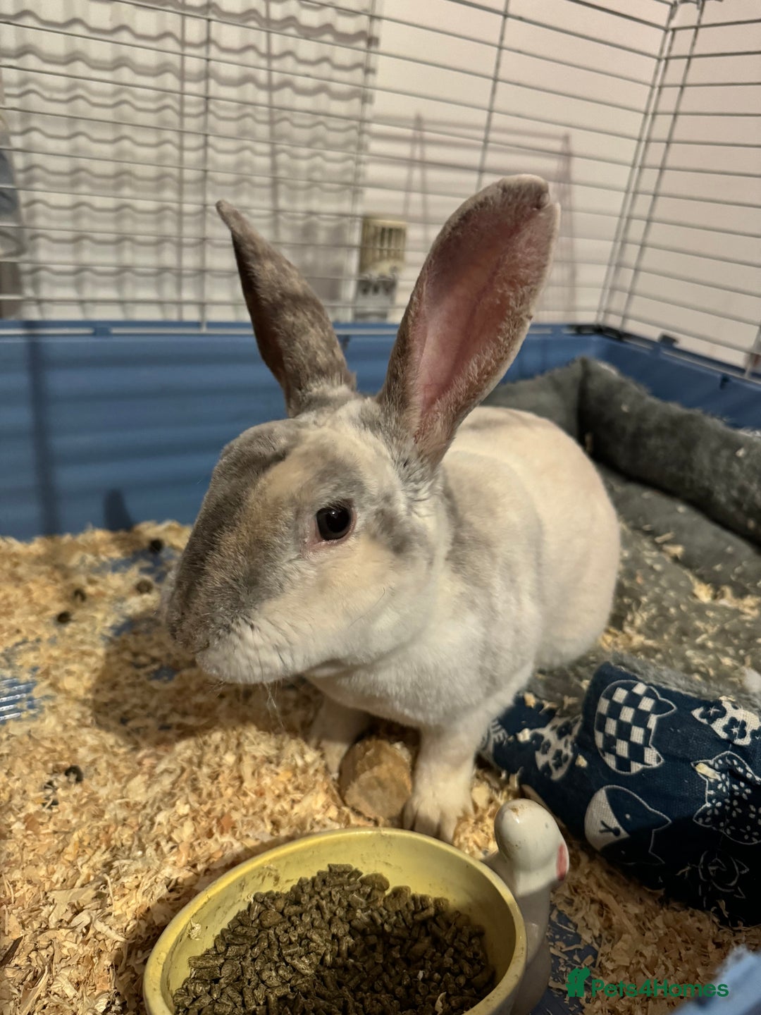 Mixed Breed rabbits for sale: Adult Male rabbit for sale  - Advert 1