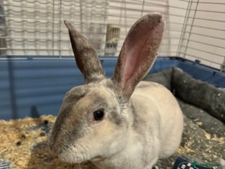 Mixed Breed rabbits Adult Male rabbit for sale - Advert 7
