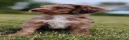Mixed Breed dogs for sale: READY NOW Rare double coat sprockerpoo  - Advert 5