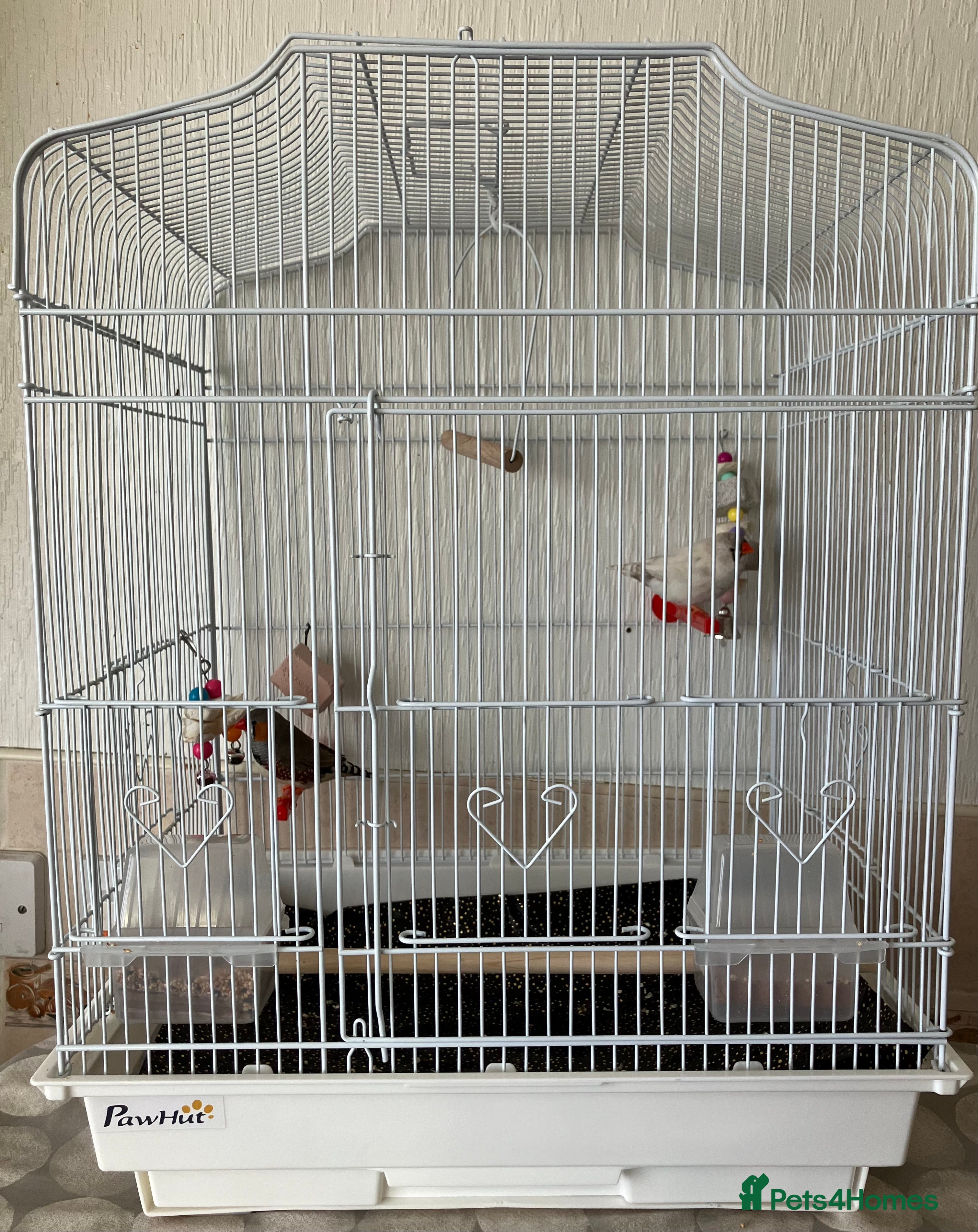 Budgerigars birds Pair of finches and cage - Advert 9