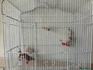 Budgerigars birds Pair of finches and cage - Advert 9