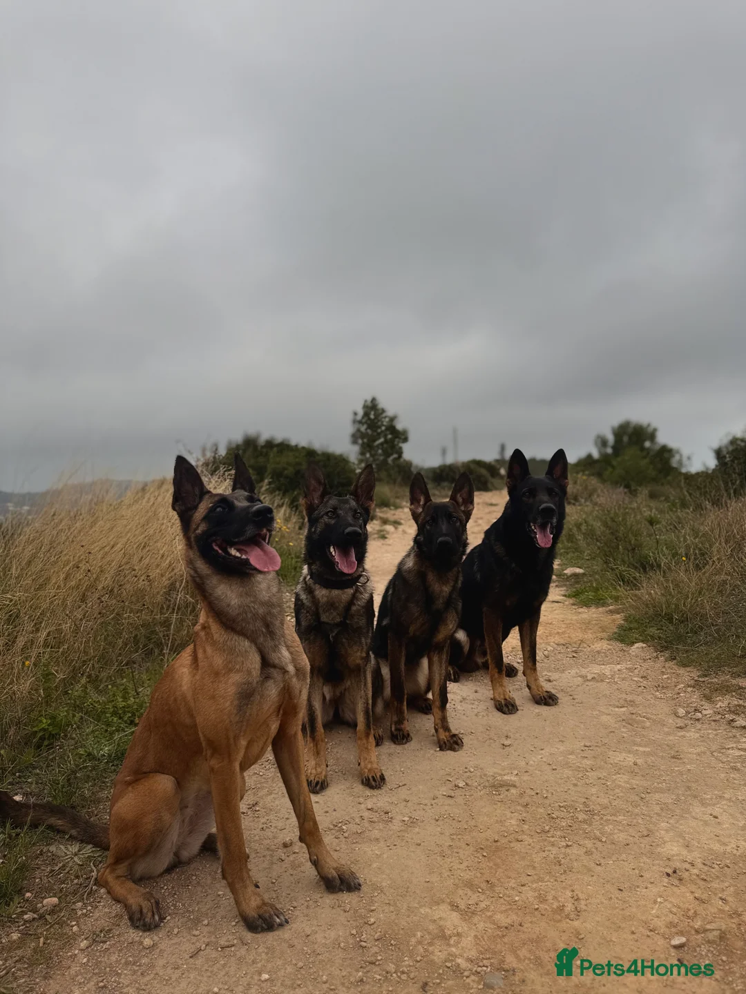German Shepherd dogs for sale: BULLET 10 MONTH OLD GERMAN SHEPHERD CHAMPION 🩸🧬 - Advert 1