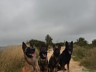 German Shepherd dogs BULLET 10 MONTH OLD GERMAN SHEPHERD CHAMPION 🩸🧬 - Advert 6