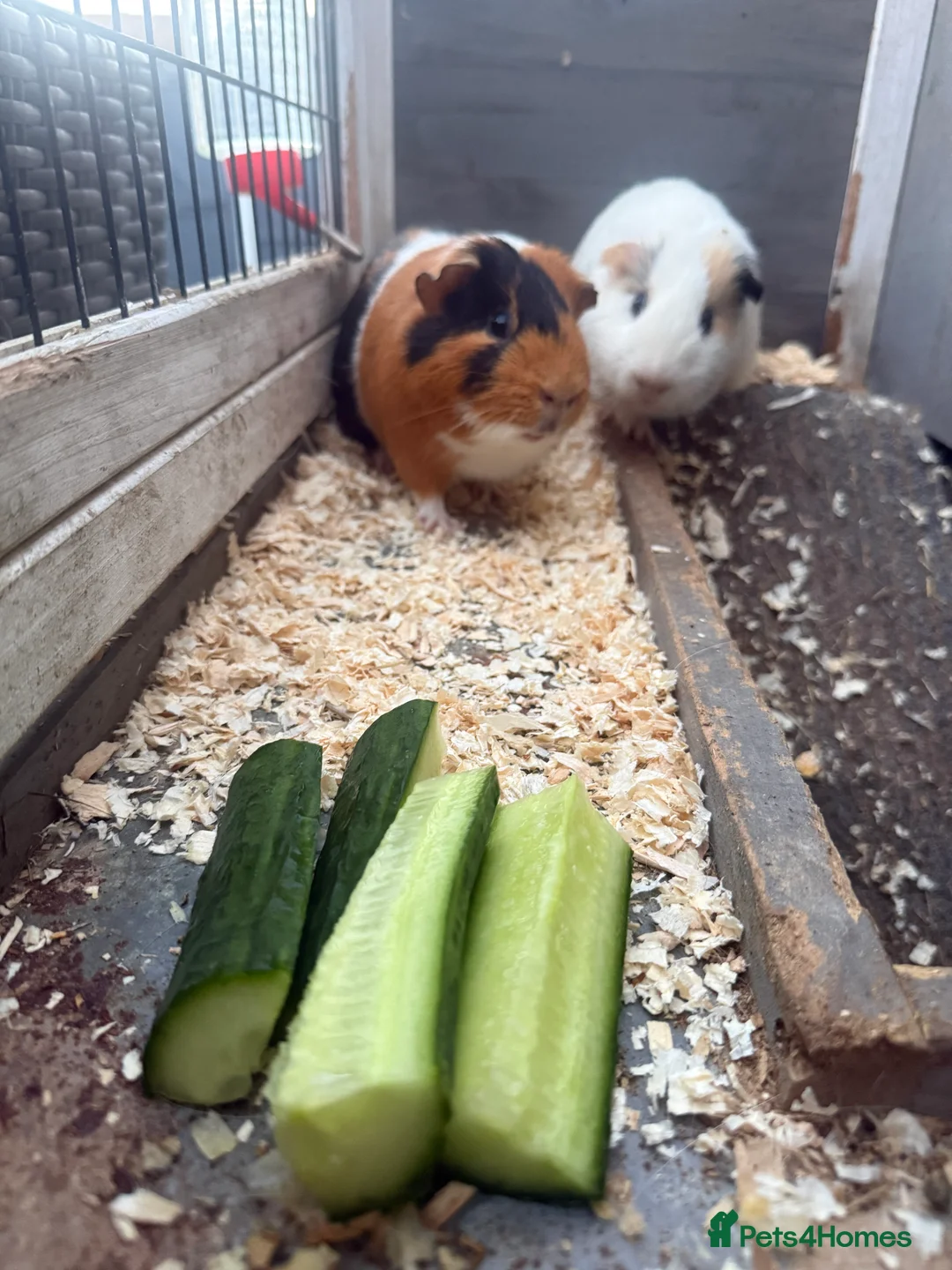 Guinea Pig rodents for sale: 2 male guinea pigs - Advert 1