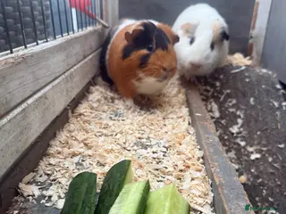 Guinea Pig rodents 2 male guinea pigs - Advert 1