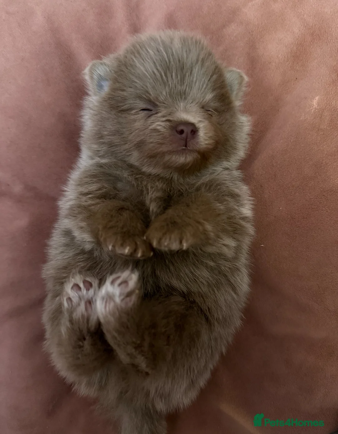 Pomeranian dogs for stud: Solid Lilac Tiny 1.8kg Stud Dog DNA health tested in Rotherham - Advert 28