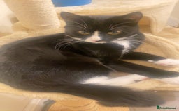 British Shorthair cats for sale: Female Kitten 7 Months old. - Image 1