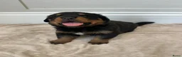 Rottweiler dogs for sale: OUTSTANDING QUALITY GERMAN ROTTWEILER PUPPIES  in Canvey Island - Advert 3