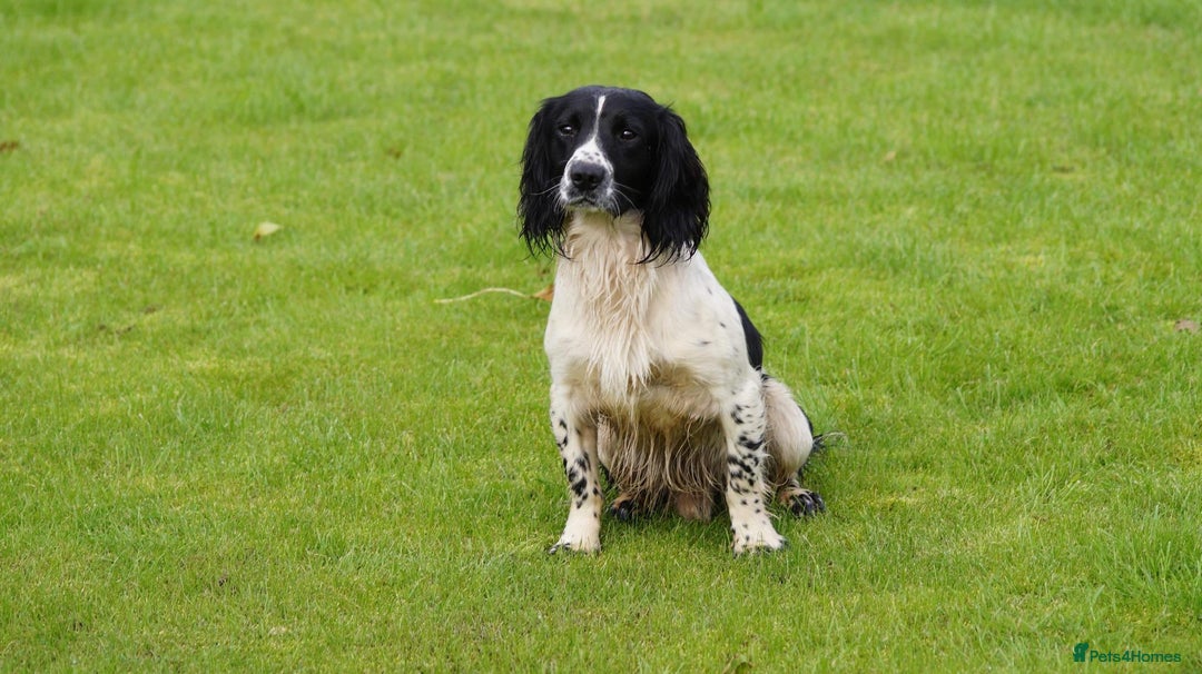 English Springer Spaniel dogs for stud: Beautiful KC black & white ESS stud  in Chesterfield - Advert 2