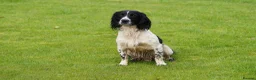English Springer Spaniel dogs for stud: Beautiful KC black & white ESS stud  in Chesterfield - Advert 2
