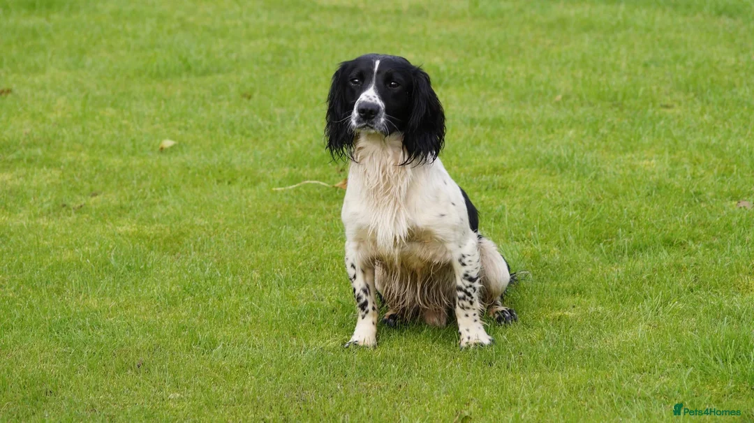 English Springer Spaniel dogs for stud: Beautiful KC black & white ESS stud  in Chesterfield - Advert 2
