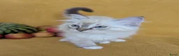 Ragdoll cats for sale: GCCF Full Pedigree Ragdoll Kittens  - Advert 27