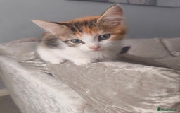 Maine Coon cats for sale: Half Maine coon ready to leave now - Image 21