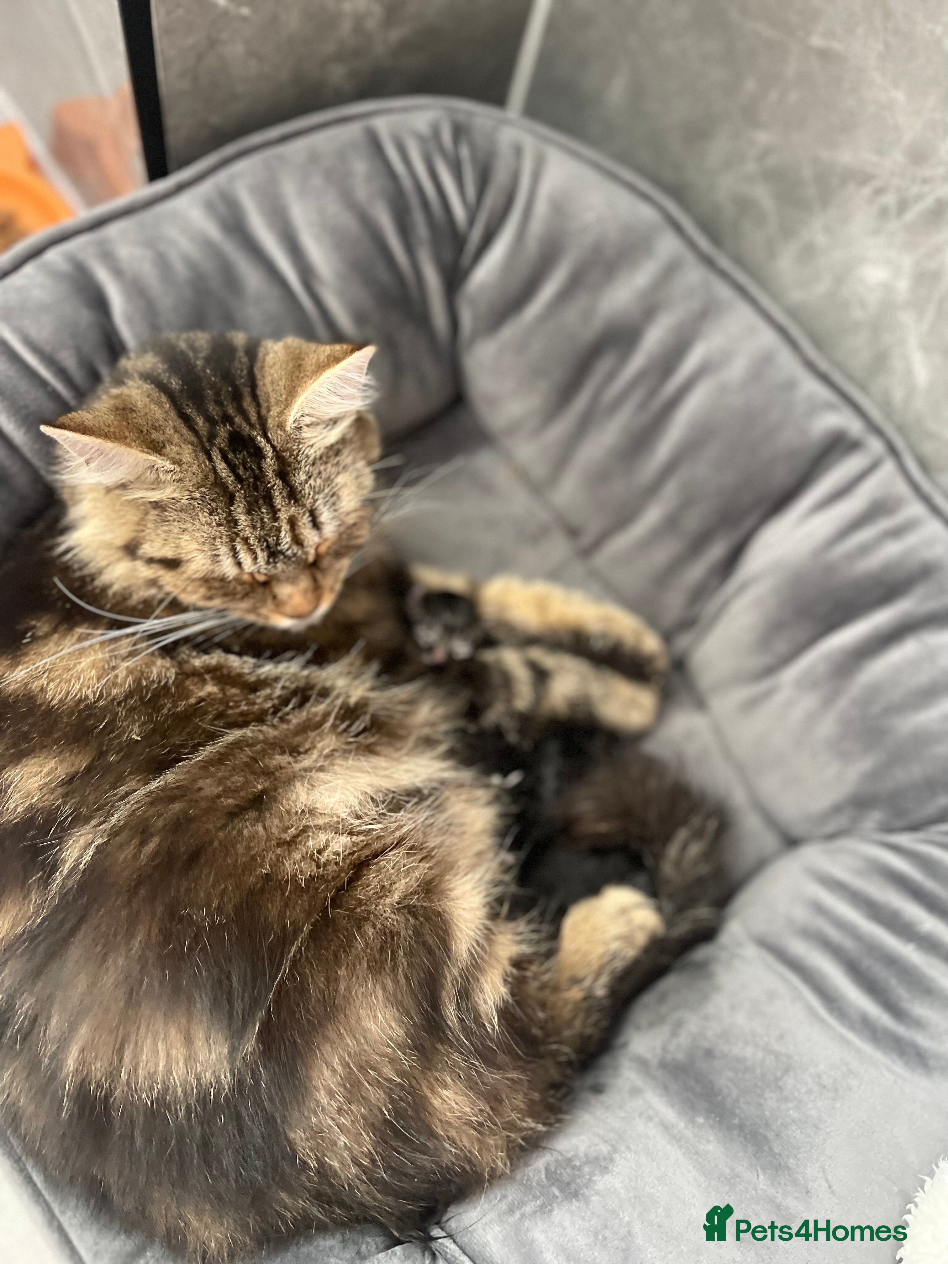 Mixed Breed cats Playful female kitten looking for a loving home - Advert 2