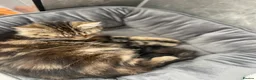 Mixed Breed cats for sale: Playful female kitten looking for a loving home - Advert 1
