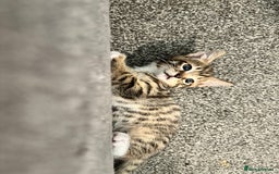Mixed Breed cats for sale: Playful kitties in Middlewich - Image 1