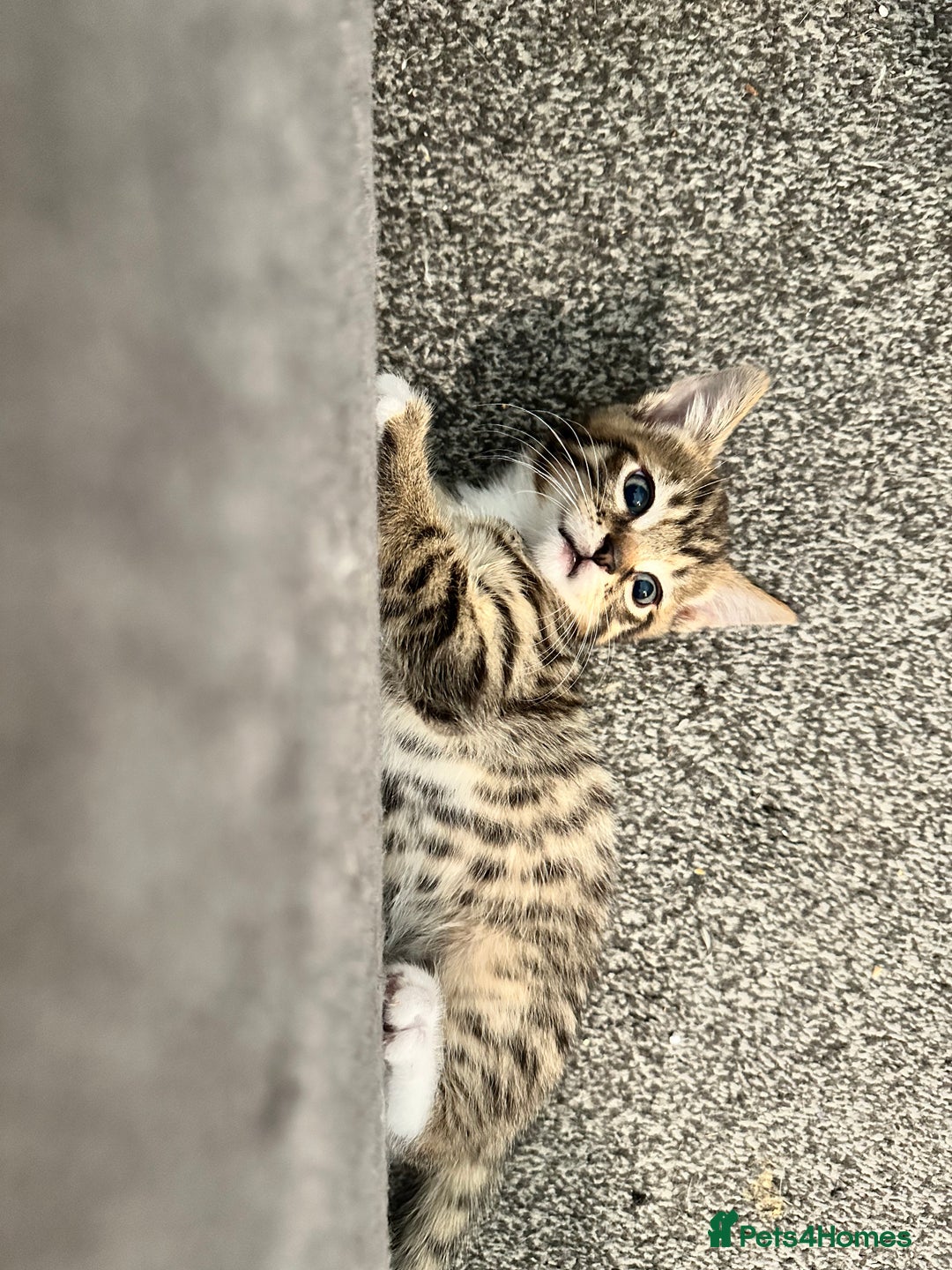 Mixed Breed cats for sale: Playful kitties in Middlewich - Image 1