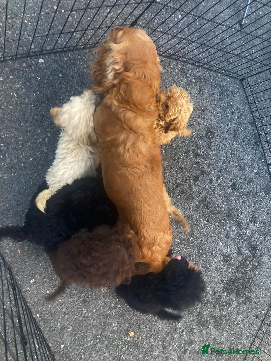 Cockapoo dogs for sale: Cockapoo - Image 12