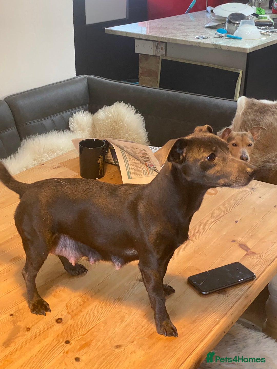 Jack Russell dogs for sale: Blue, Lilac & Tan smooth coated miniature JRT - Advert 2