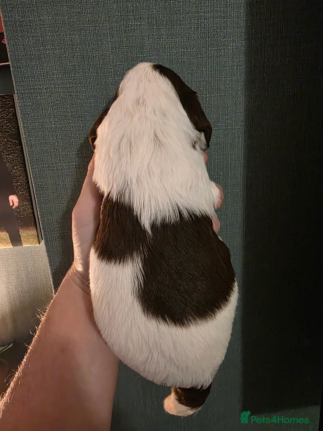 Cocker Spaniel dogs for sale: Choc roan cocker spaniel pups  - Advert 14