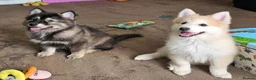 Pomsky dogs for sale: Stunning Pomsky Puppies  in Worthing - Advert 5