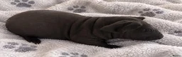 Guinea Pig rodents for sale: Gorgeous Skinny pigs for sale! - Advert 3