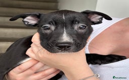 Mixed Breed dogs for sale: American bulldog X Dutch shepherd  - Image 5