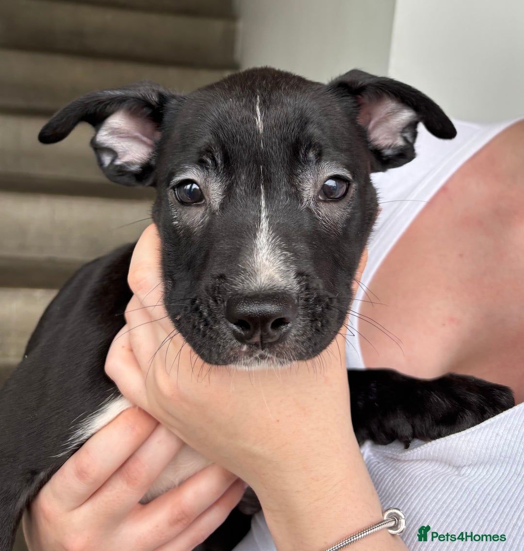 Mixed Breed dogs for sale: American bulldog X Dutch shepherd  - Image 5