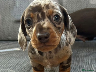 Miniature Dachshund dogs - Advert 5