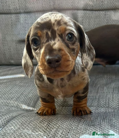 Miniature Dachshund dogs - Advert 1
