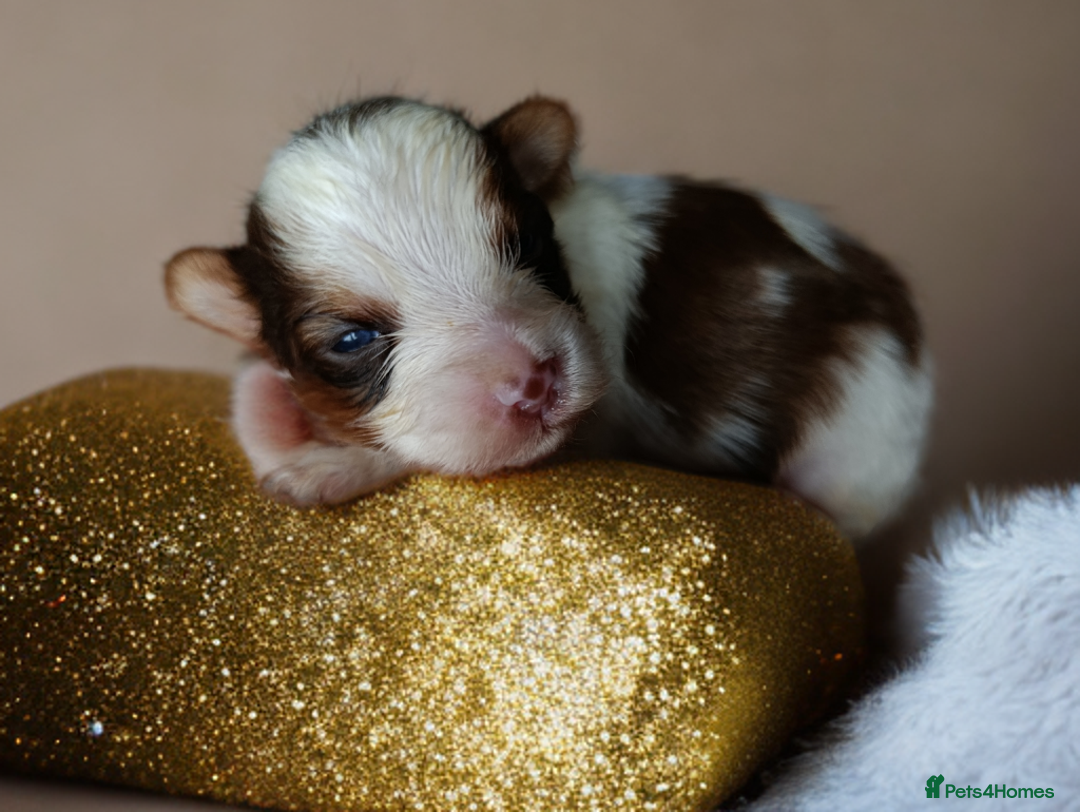 Yorkshire Terrier dogs for sale: Posh puppies😍😍 colorfull Yorkshire terrier🐶🐶🐶 - Advert 17