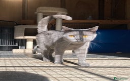 British Shorthair cats for sale: Retired breeding queen for calm, loving home - Image 3