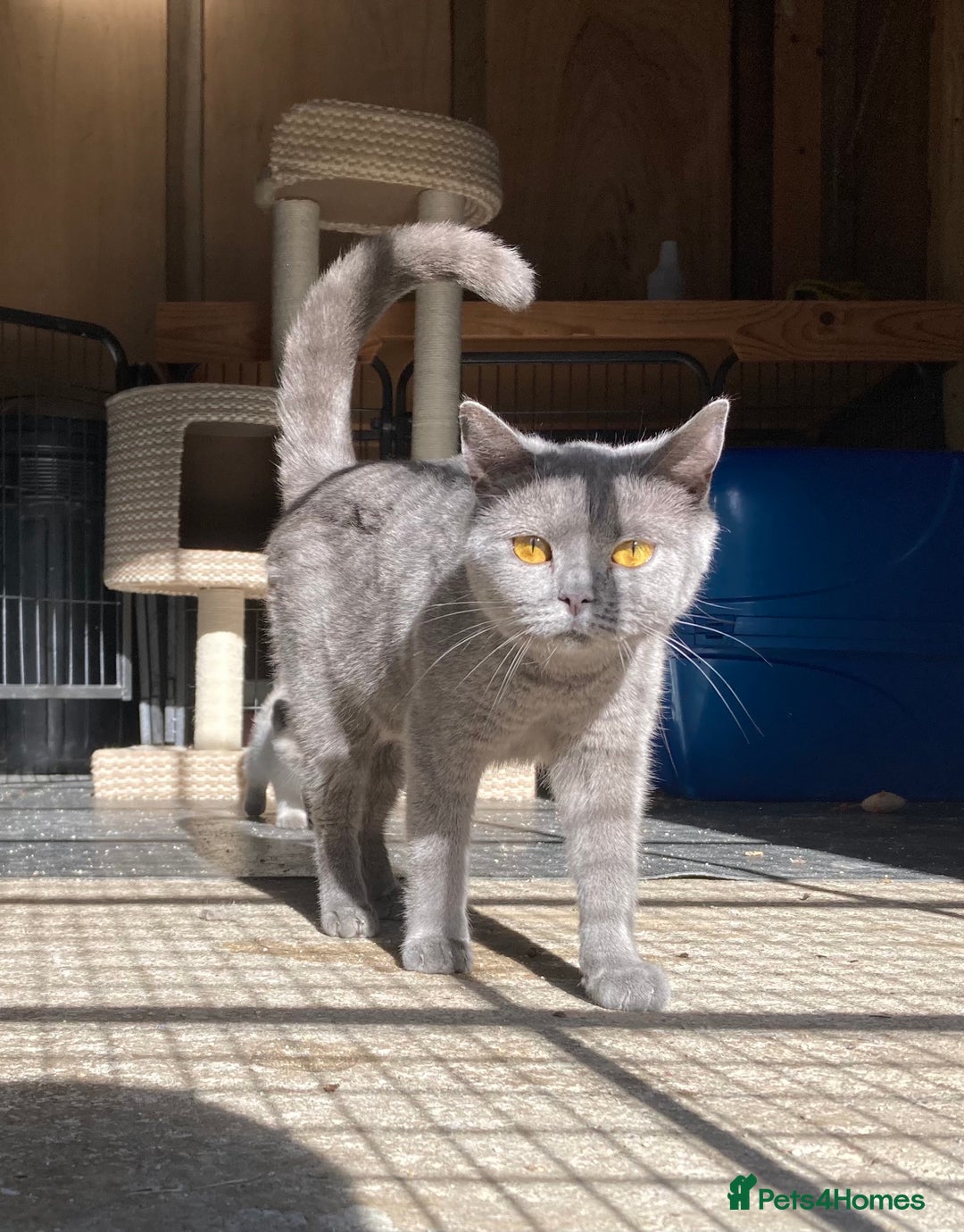 British Shorthair cats for sale: Retired breeding queen for calm, loving home - Image 3