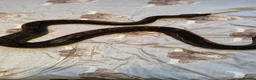 Snake reptiles for sale: female Motley Boa Constrictor in Burton-on-Trent - Advert 5