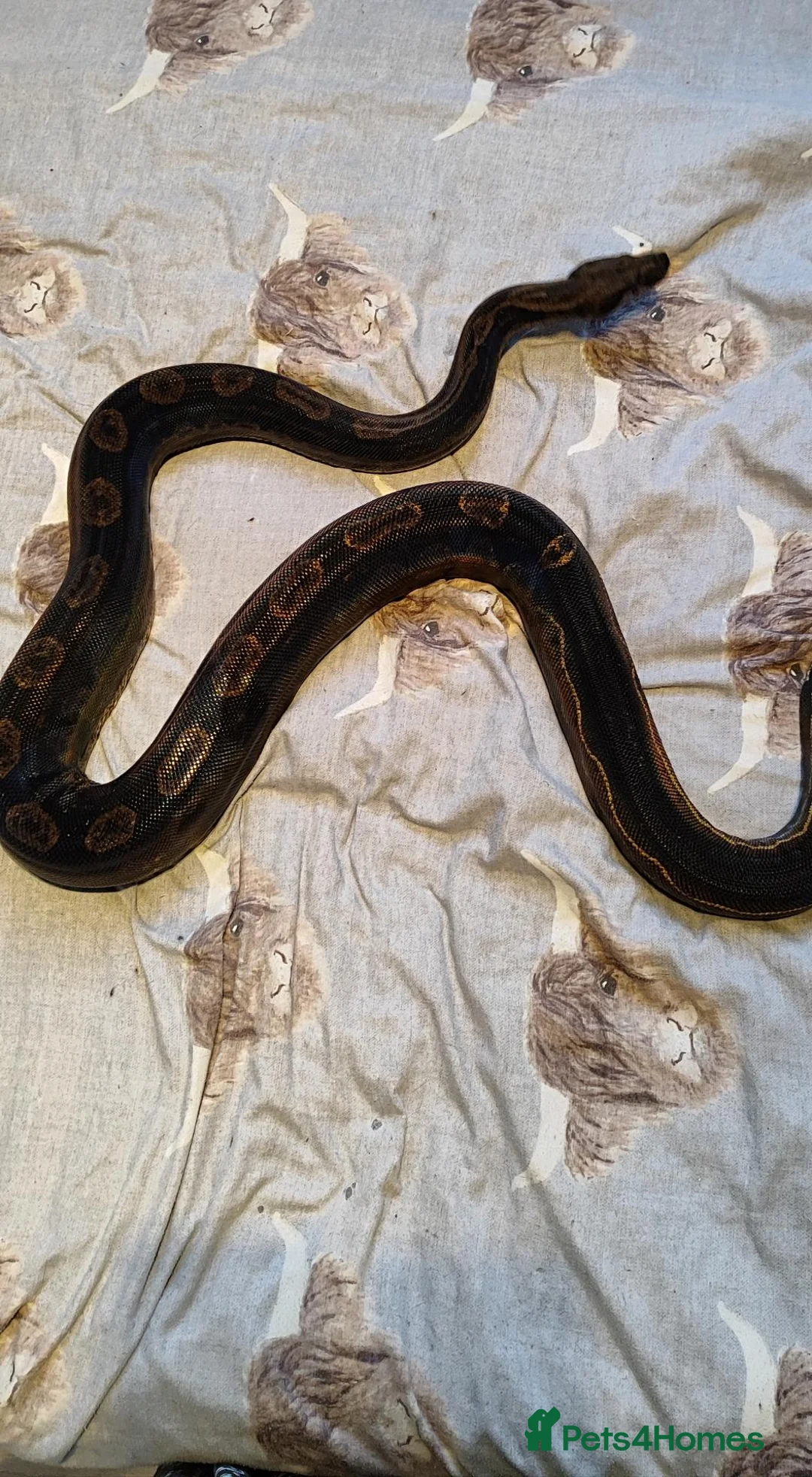 Snake reptiles for sale: female Motley Boa Constrictor in Burton-on-Trent - Advert 5