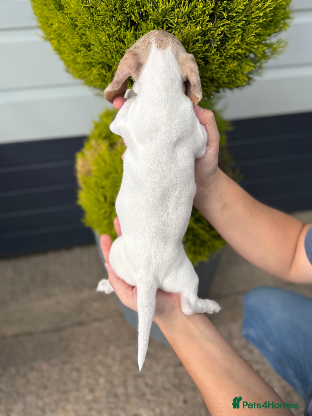 Miniature Dachshund dogs for sale: Miniature Dachshund Puppies (Licensed Breeder) - Image 11