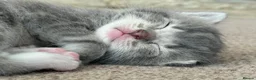 Ragdoll cats for sale: Half Ragdoll Kittens  - Advert 1