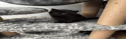 Mixed Breed cats for sale: 4 adorable kittens in Milton Keynes - Advert 13