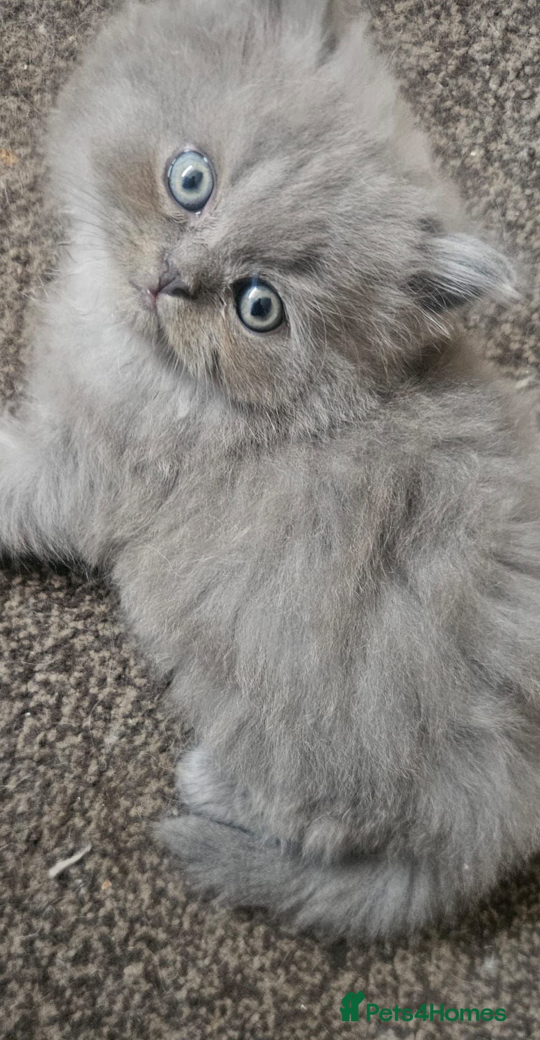 Persian cats 4 beautiful persain  kittens  for sale  - Advert 1